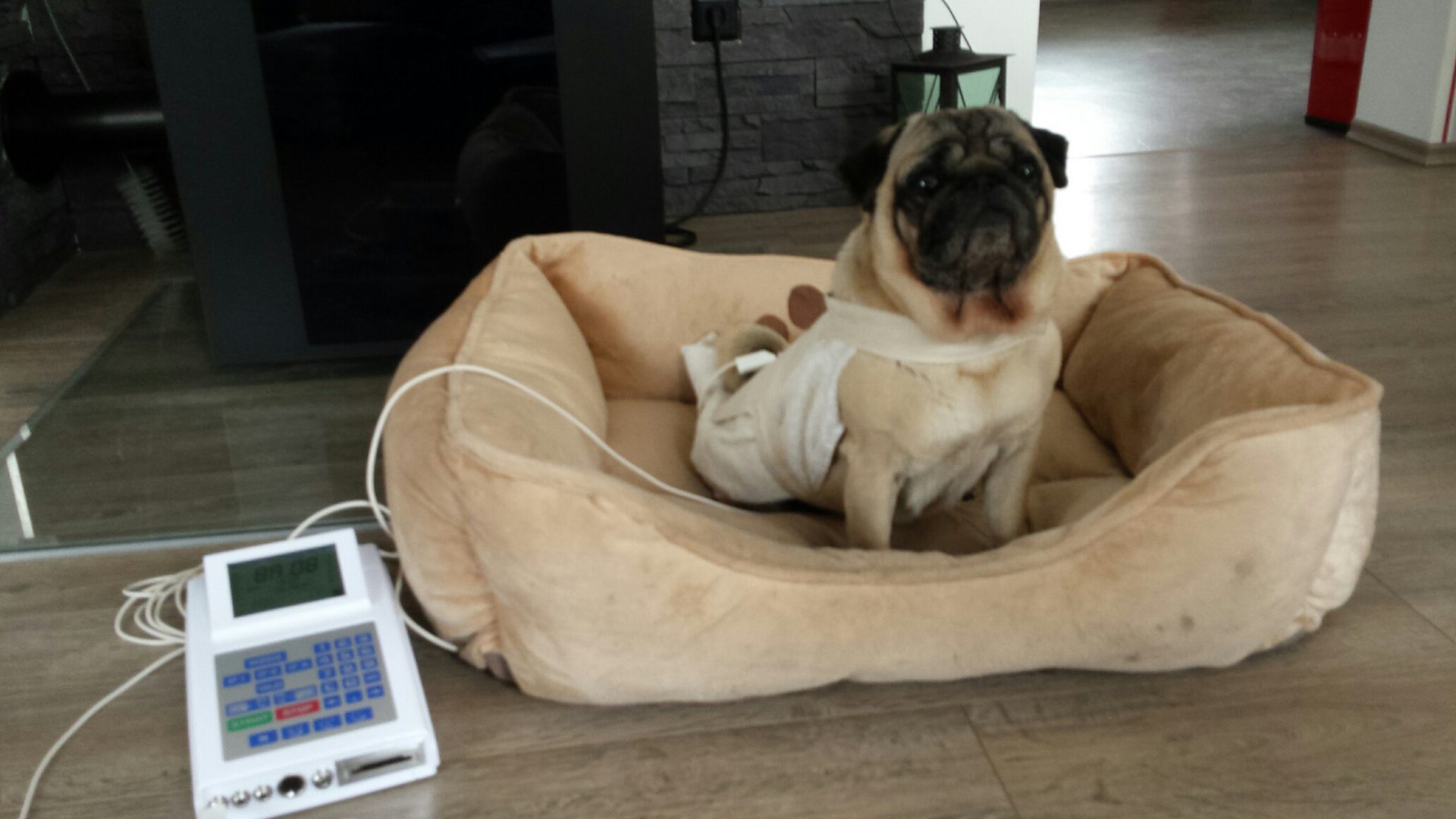 Pamela Simon – Tierheilpraktiker - Bruno-Bioresonanz