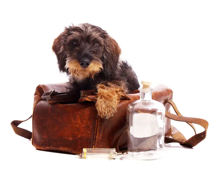 Pamela Simon – Tierheilpraktiker - content_Tiertherapiepraxis