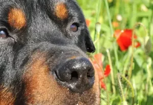 Pamela Simon – Tierheilpraktiker - Tier-Psycho-Kinesiologie