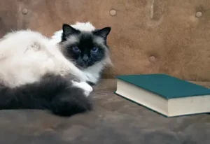 Pamela Simon - Tierheilpraktiker - Seminare