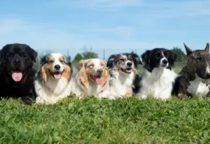 Pamela Simon - Tierheilpraktiker - Termine