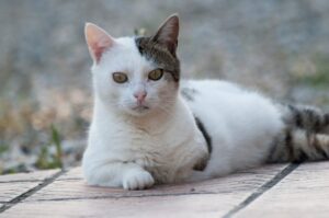 Pamela Simon - Tierheilpraktiker - Qualifikationen