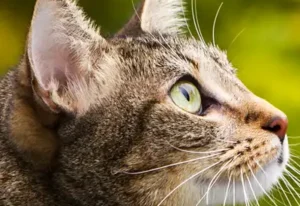 Pamela Simon - Tierheilpraktiker - Tier-Energetik & Tierkommunikation